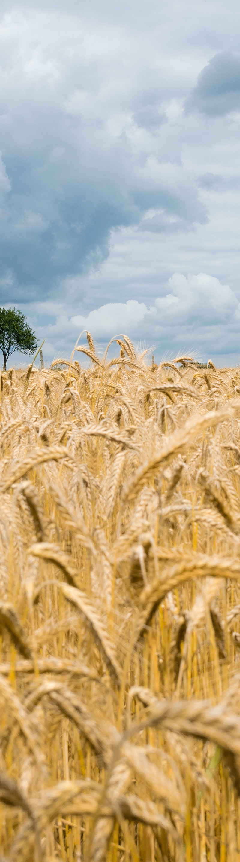 Champs de blé - TPLG Tout Pour Le Grain